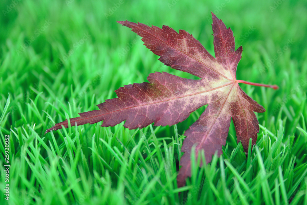 Fototapeta premium herbstblatt im rasen