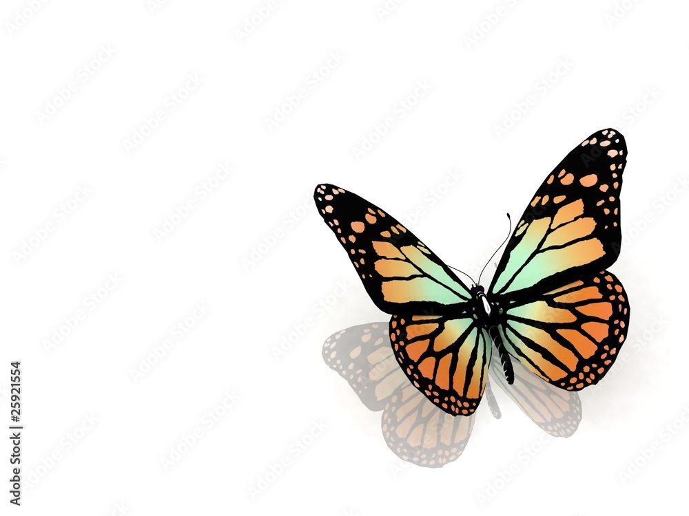 butterfly on white background butterfly on white background