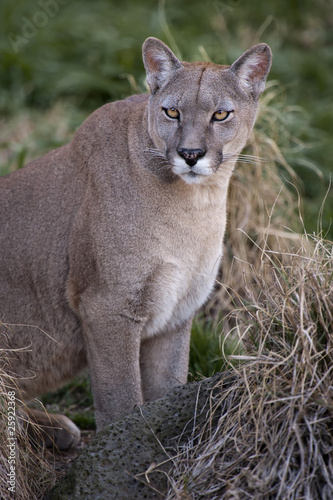 Cougar close-up - Puma concolor