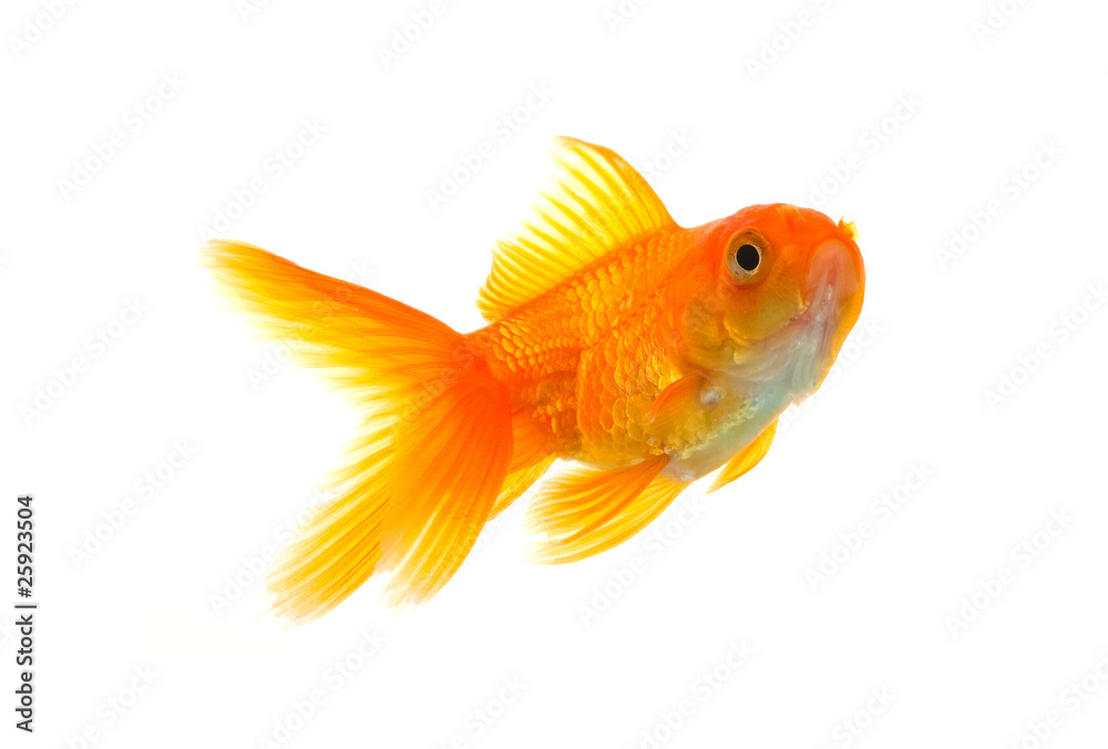 Goldfish Goldfish