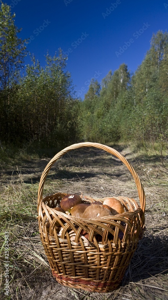 Mushrooms  basket
