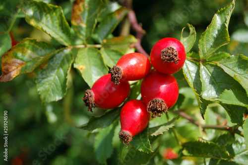 Red Rose Hips