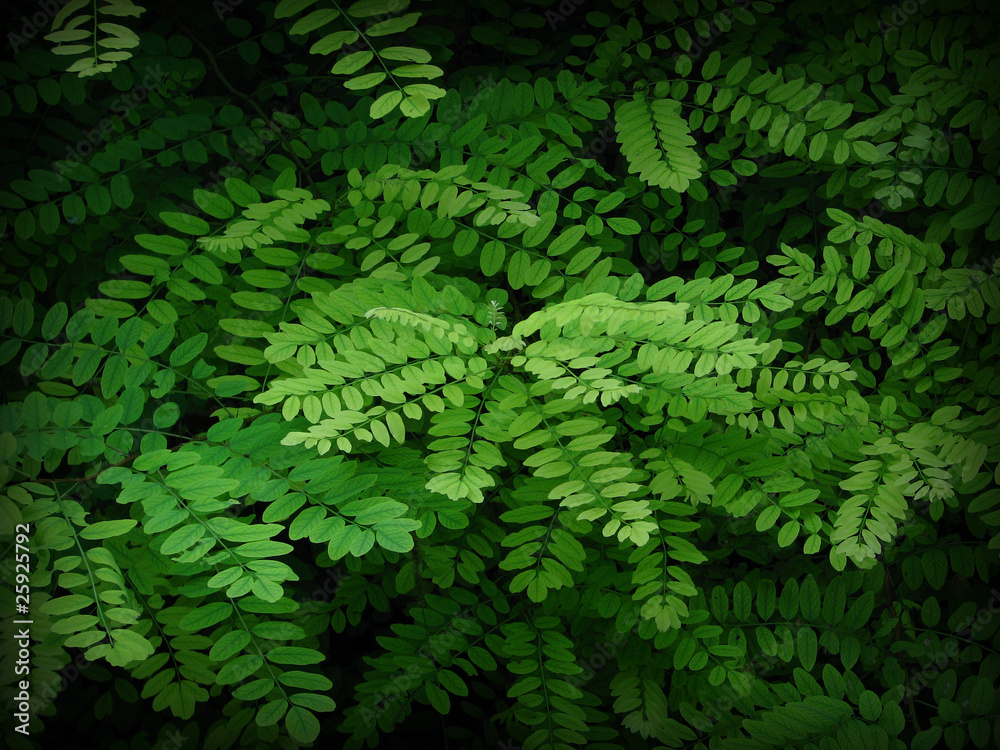Beautiful green leaves Beautiful green leaves