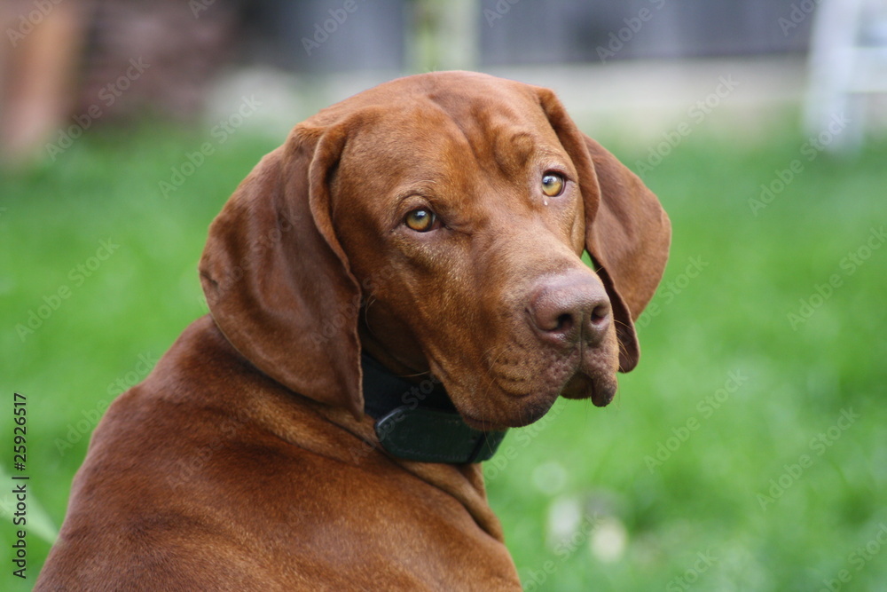 Magyar Vizsla Rüde Magyar Vizsla Rüde