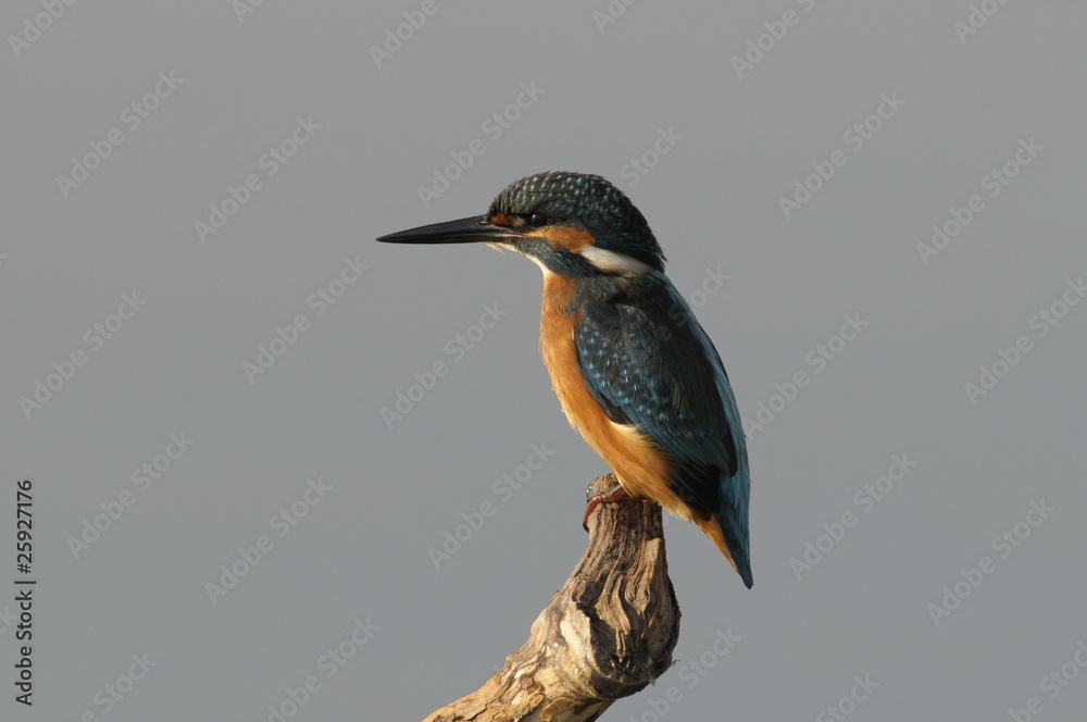 Fototapeta premium The Common Kingfisher (Alcedo atthis)