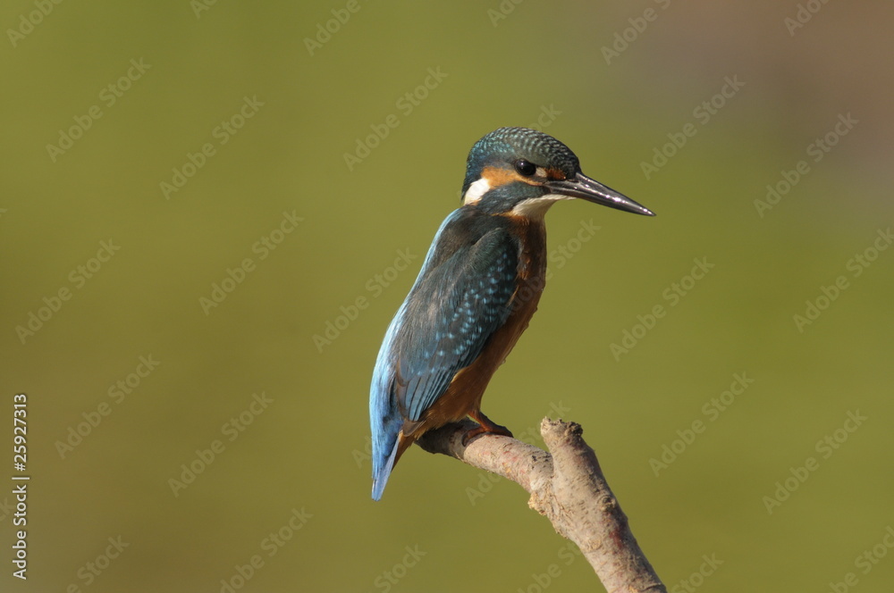 Fototapeta premium The Common Kingfisher (Alcedo atthis)