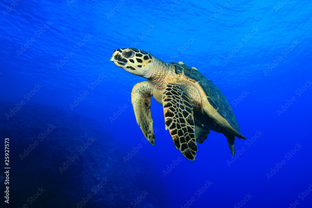 Obraz premium Sea Turtle