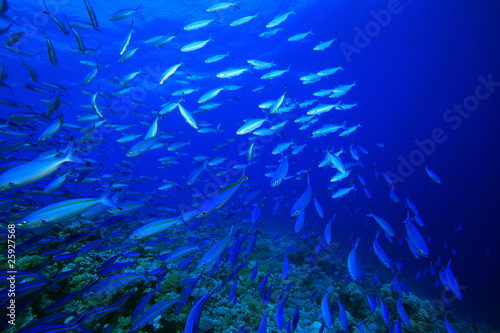 Shoal of Fusilier Fish over a coral reef