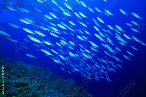 Shoal of Fusilier Fish over a coral reef