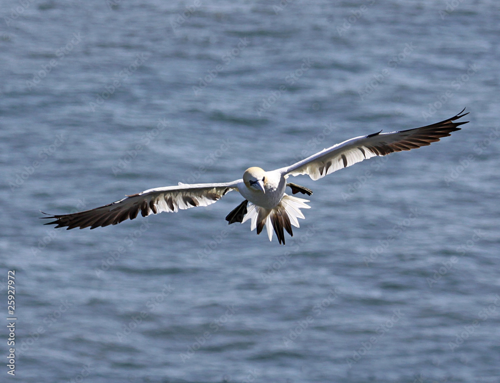 Seagull in flight