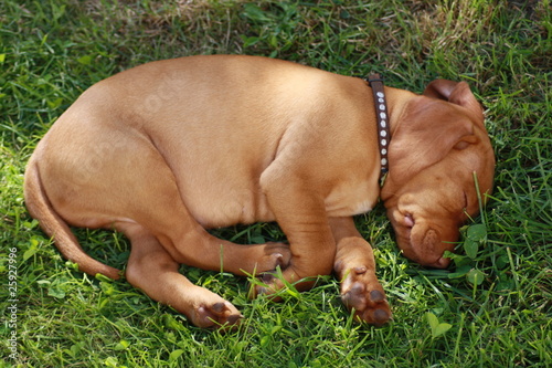 Magyar Vizsla Welpe 2