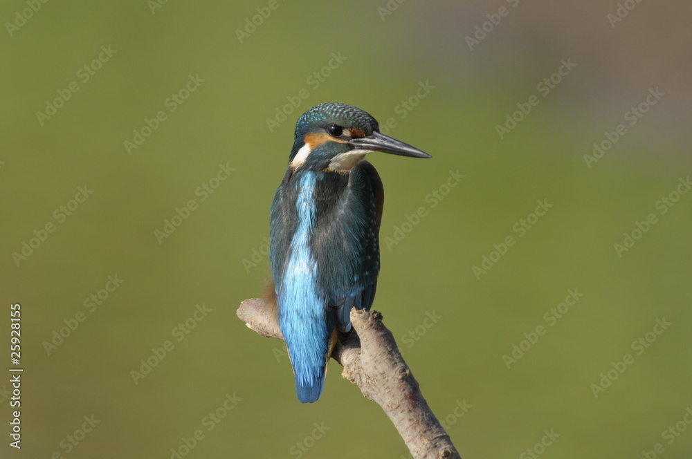 Fototapeta premium The Common Kingfisher (Alcedo atthis)