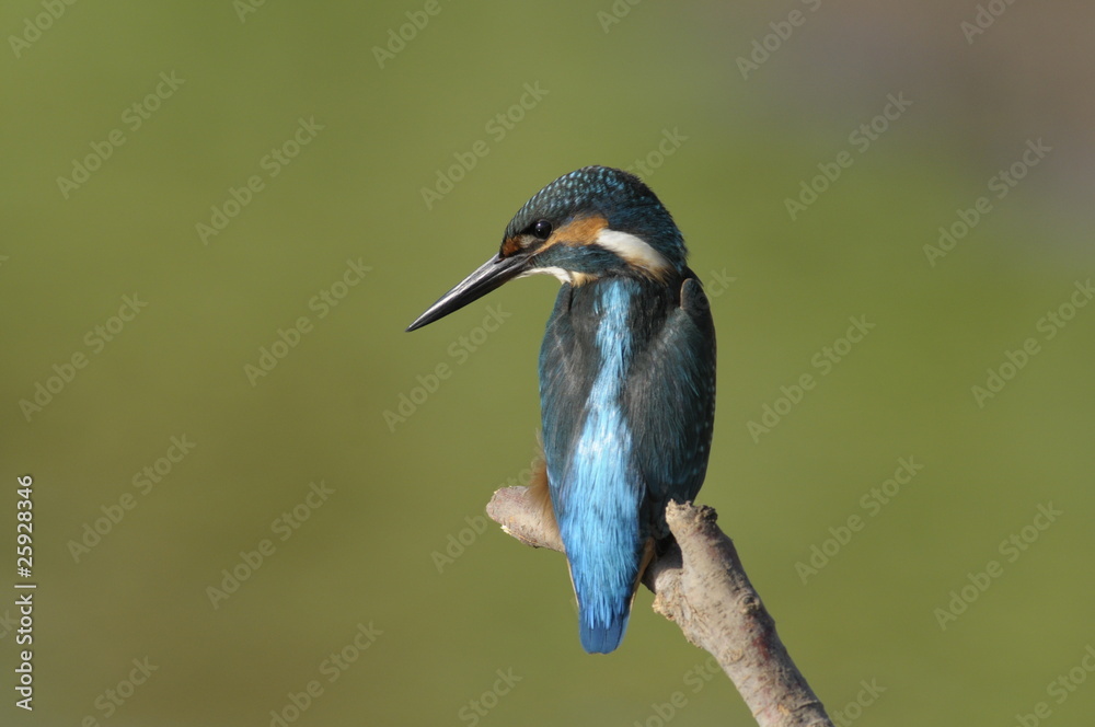 The Common Kingfisher (Alcedo atthis) The Common Kingfisher (Alcedo atthis)