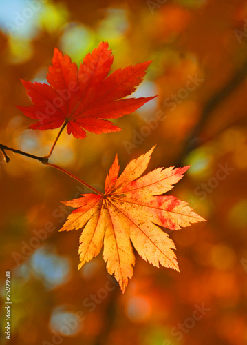 Maple red leaf