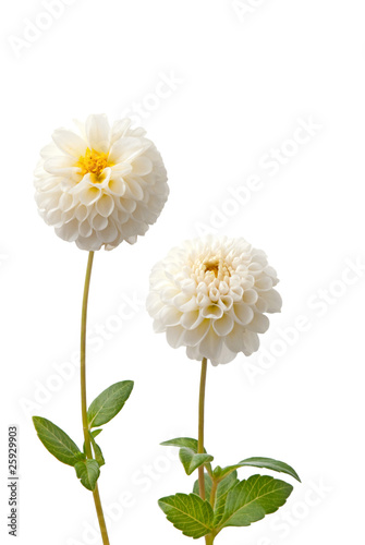 Beautiful white dahlias