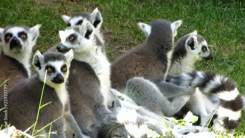 Famiglia di lemuri photo