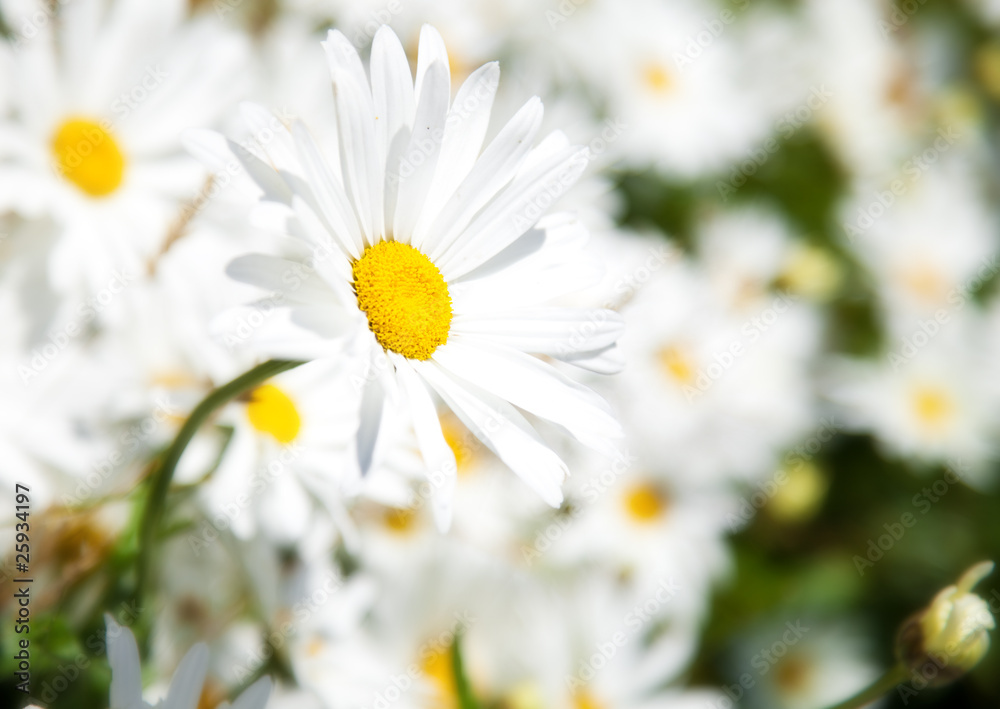 Fototapeta premium camomile flower flora white yellow