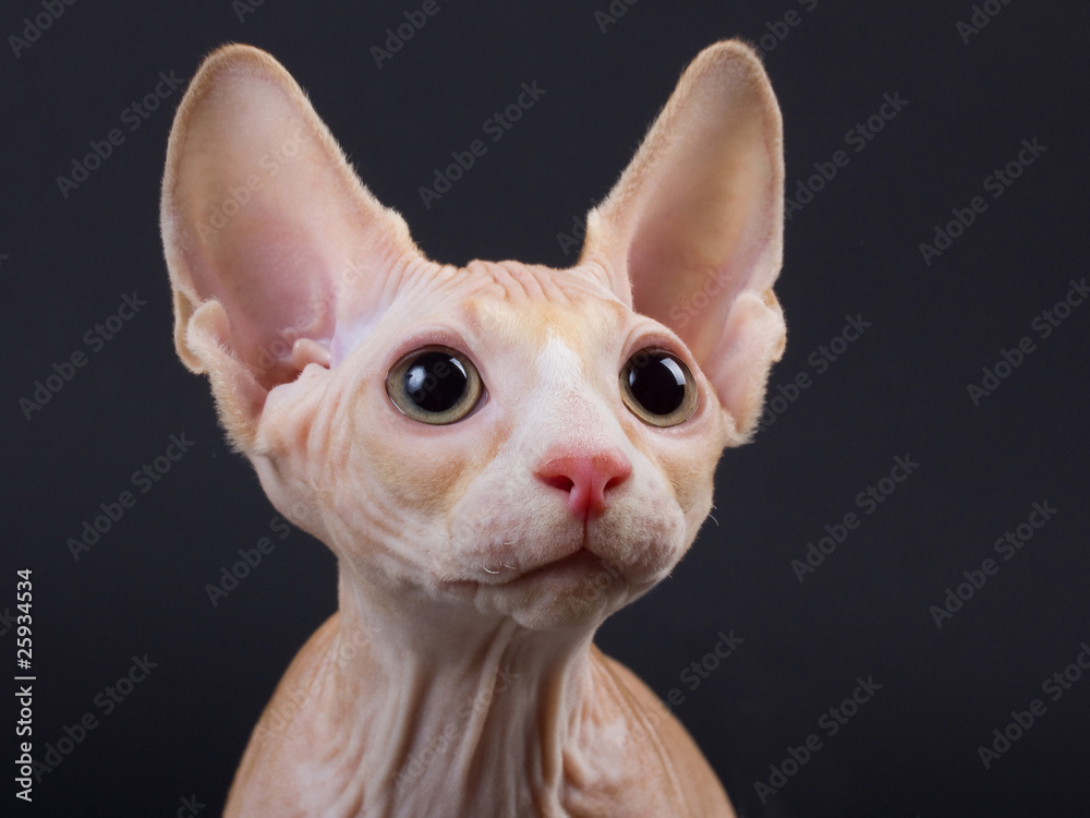 Sphynx kitten portrait
