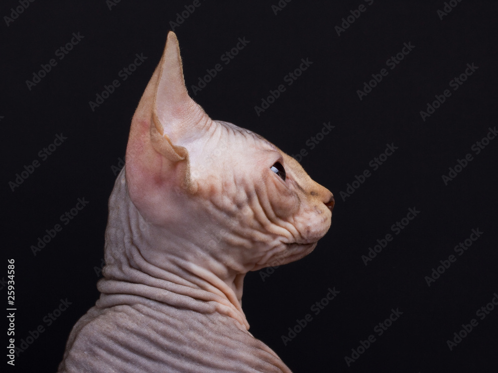 Sphynx kitten portrait in pfofile