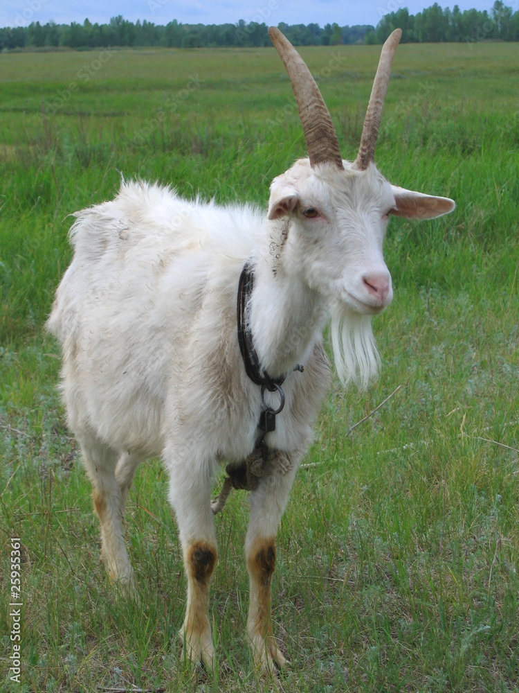Obraz premium White goat.