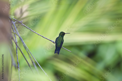 Canivet's Emerald (Chlorostilbon canivetii), male hunningbird photo