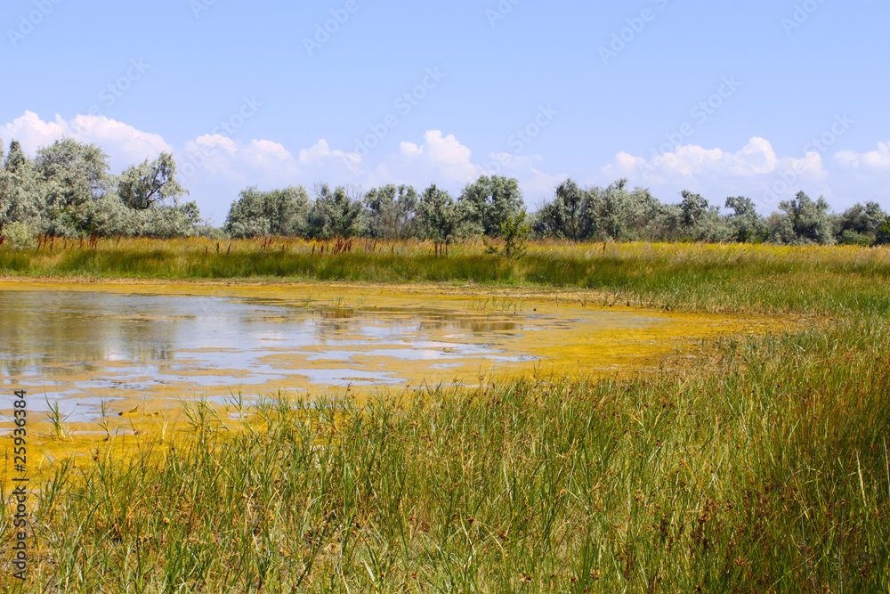 Fototapeta premium Salt marsh covered with water plants (III)
