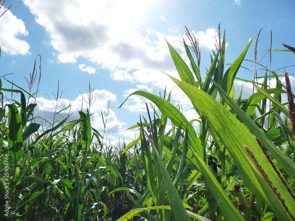 Obraz premium Champ de Maïs