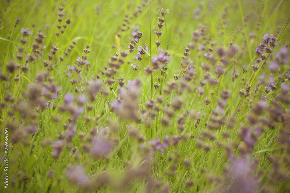 grüne Wiese grüne Wiese