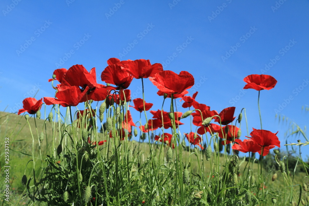 Obraz premium poppies on sky, Tuscany