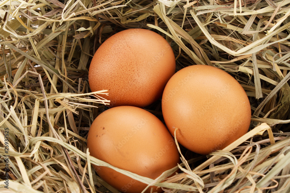 Bird nest with three eggs isolated on white.