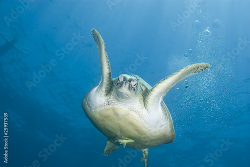 Adult female Green turtle swimming, frontal view.