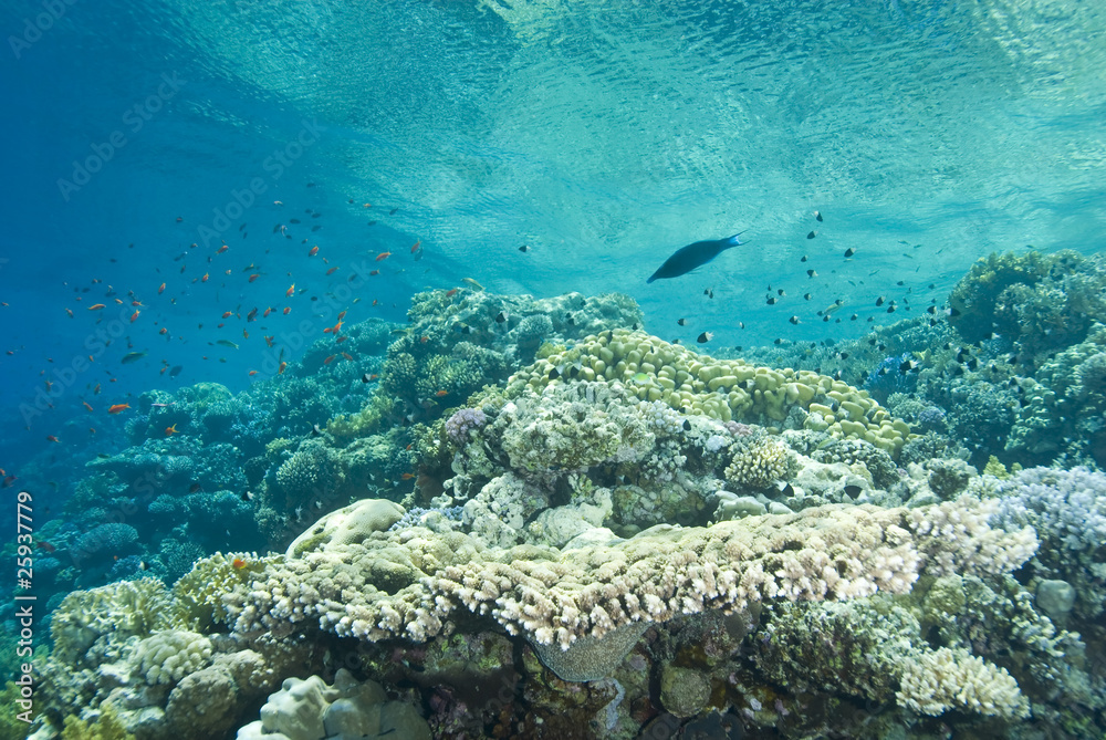 Fototapeta premium A pristine tropical Table coral reef in shallow water.