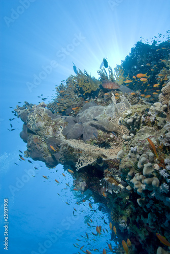 A colorful and vibrant tropical reef scene.