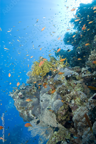 Fototapeta Naklejka Na Ścianę i Meble -  A colorful and vibrant tropical reef scene.