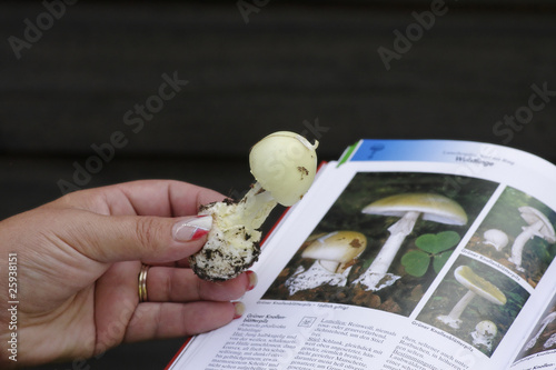 Pilzbestimmung mit Pilzbuch