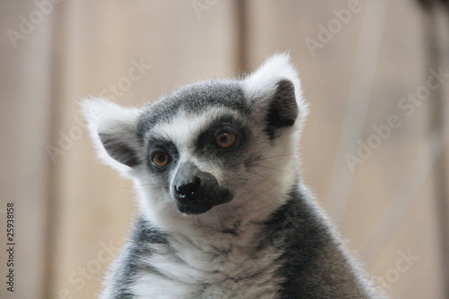 Lemur
