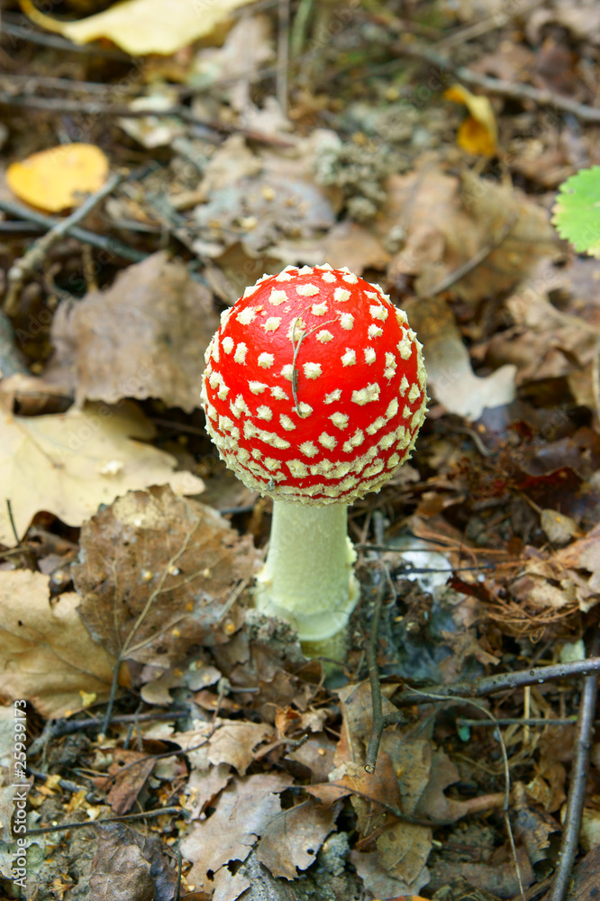 Toadstool or fly agaric mushroom Toadstool or fly agaric mushroom