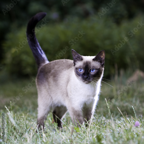 Foto Thai Cat