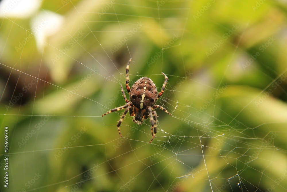 kreuzspinne I kreuzspinne I