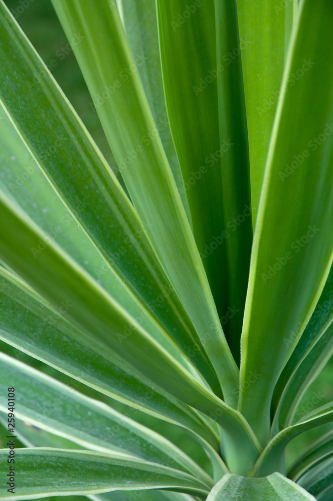 Green plant background Green plant background