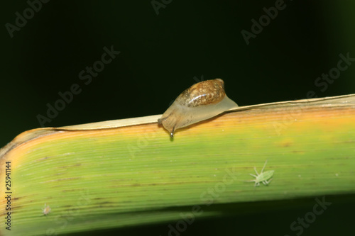 snails on the plants © zhang yongxin