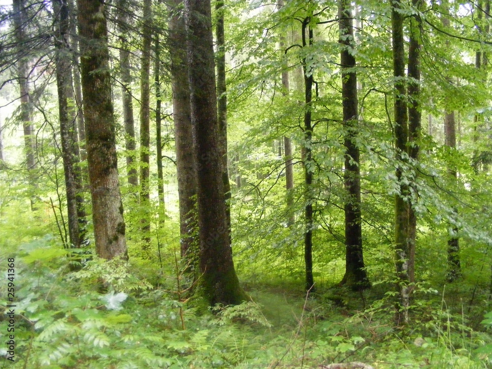 Obraz premium forest in bavaria, germany