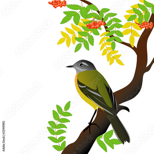 vector illustration with bird and rowanberry on white