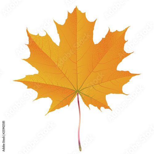 Shiny maple leaf