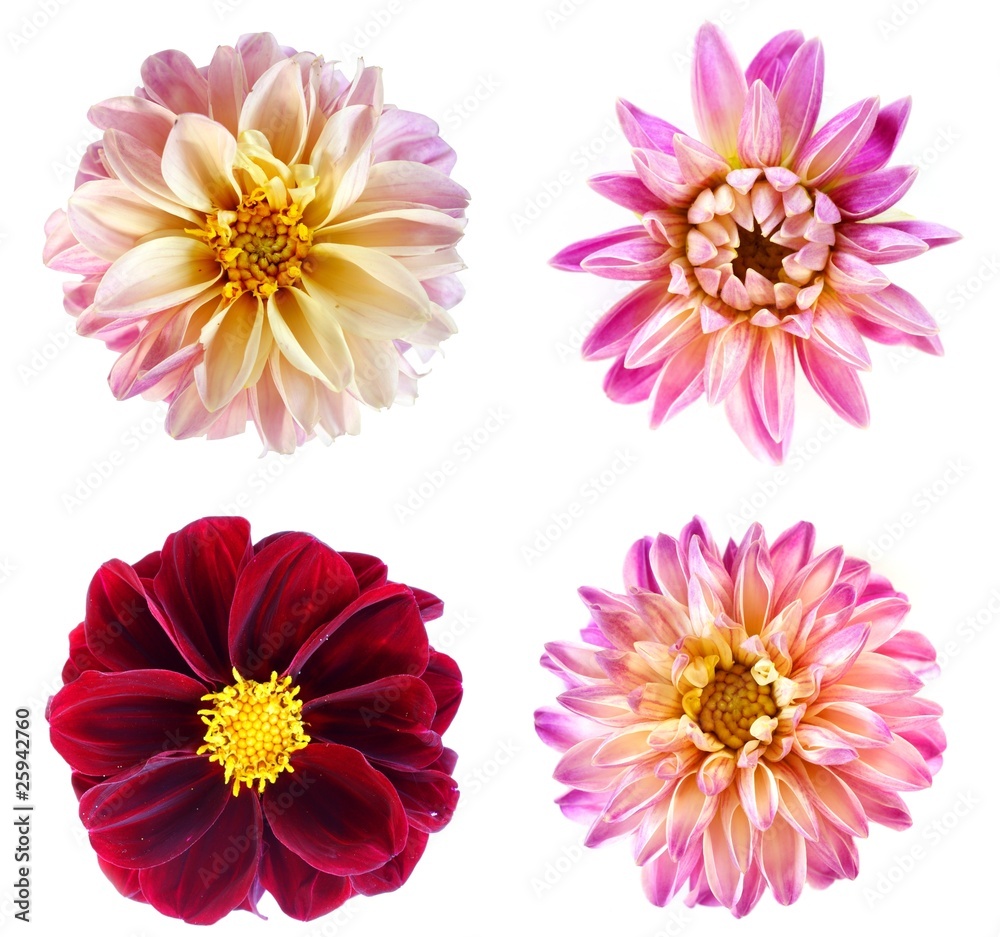 Fototapeta premium Dahlia set