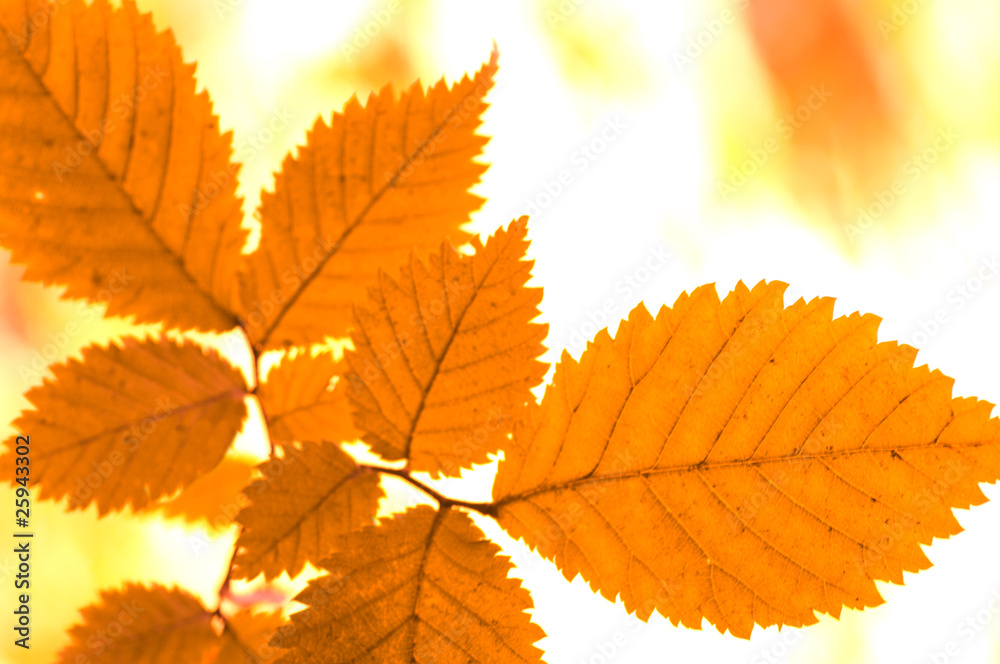 autumn leaves autumn leaves