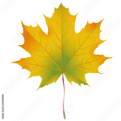 Shiny maple leaf