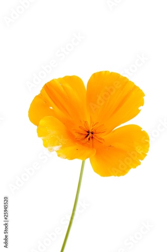 Eschscholzia californica (Kalifornischer Mohn) photo