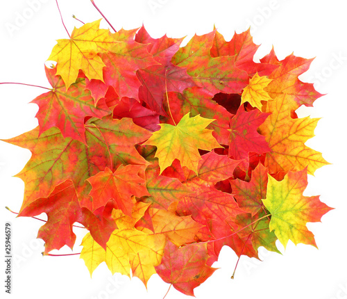 colored fall leaves