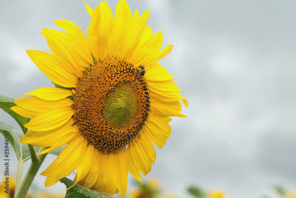 Sunflower with bee on a cloudy day Sunflower with bee on a cloudy day